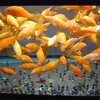 detail of goldfish in tank